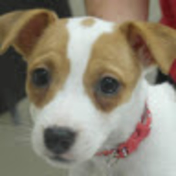 Meet your Posher, Kiya - Picture 1 of 1